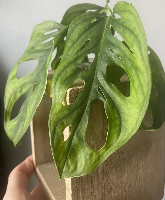 monstera adansonii european mint
