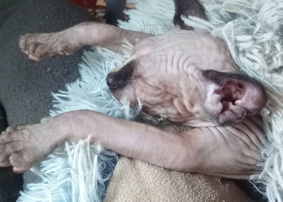 Продам кошеня канадського сфінкса