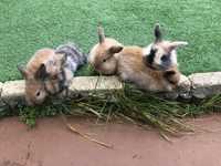 Coelinhos anões belier (mini lop)