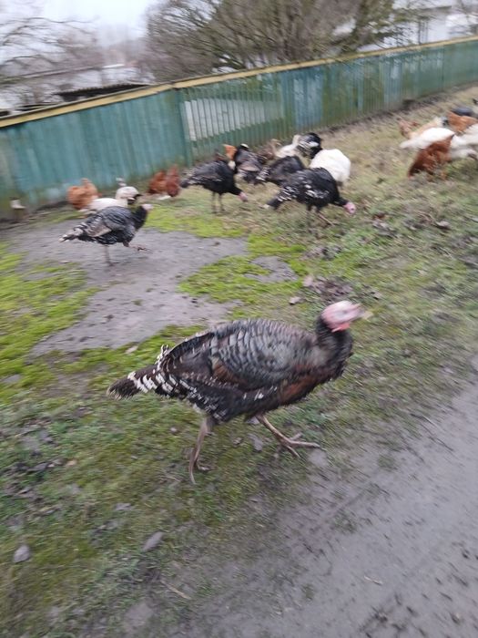 Продам домашніх індиків,індичок,Індички несеться по два рази на рік,