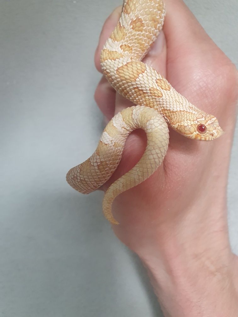 Heterodon zachodni samiec albino conda