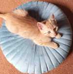 Білий котик, рудий котик