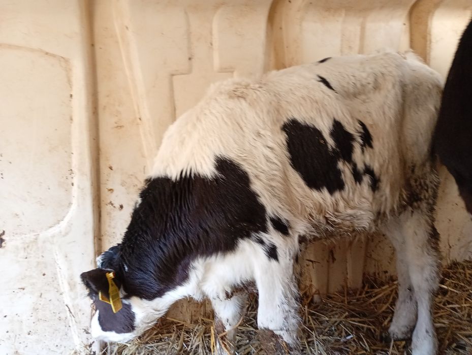 Sprzedam byczka z własnej hodowli