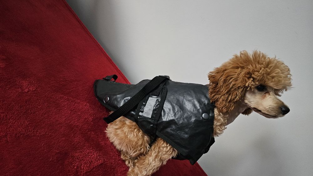 kurtka, bluza, dla psa