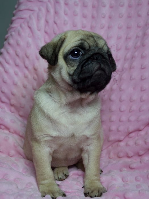 Чудо Веселі Мопсики