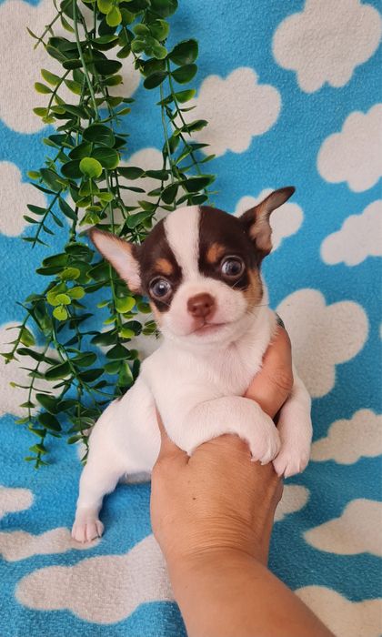 Estupendo chocolate chihuahua/chiuaua de Qualidade