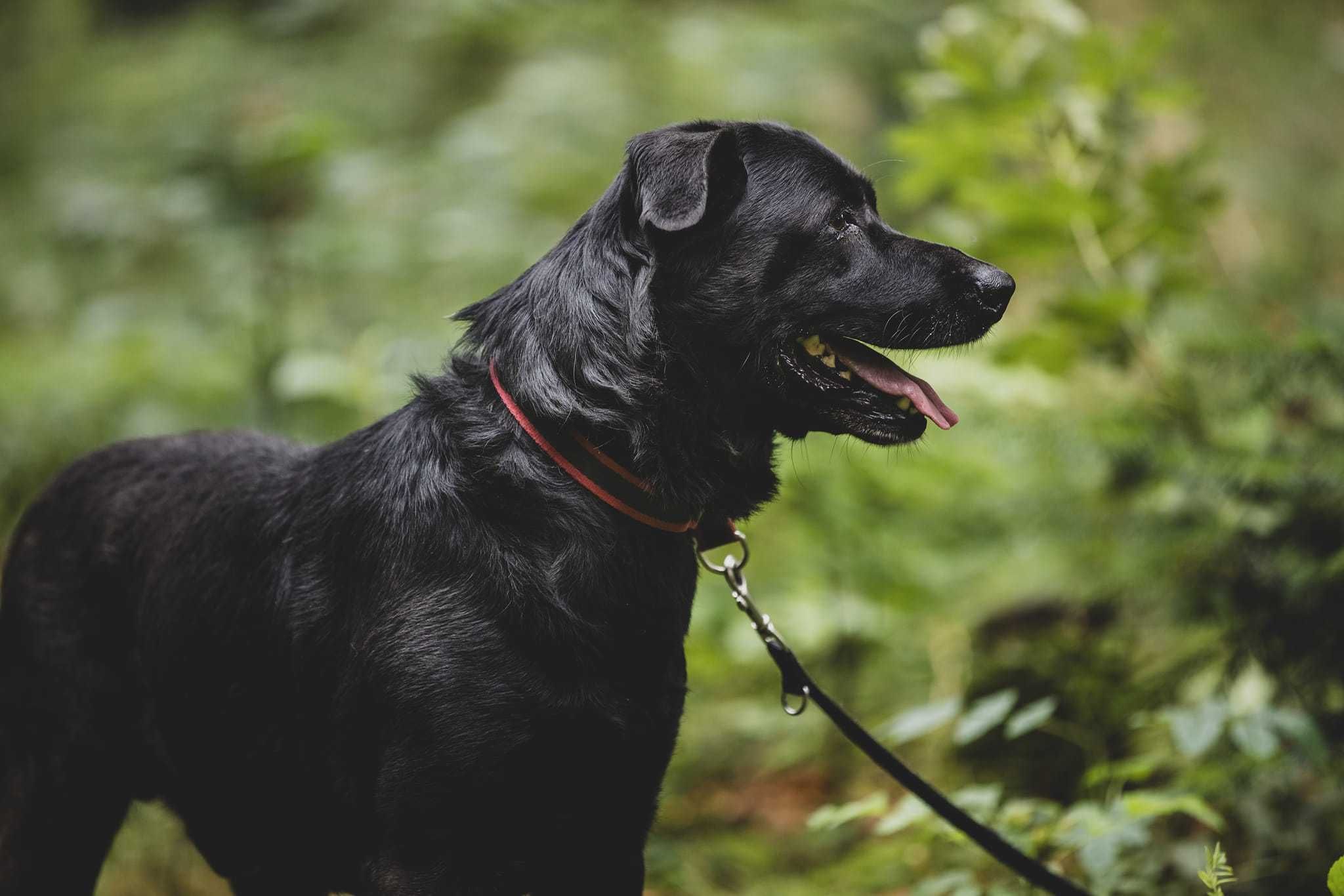 Max - wesoły i łagodny pies w typie labradora