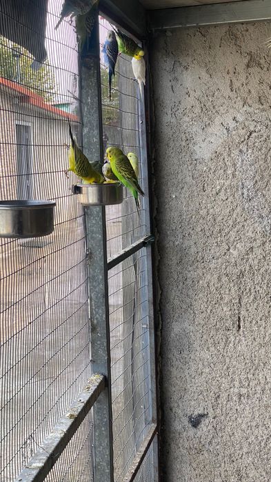 Vendo periquitos reprodutores