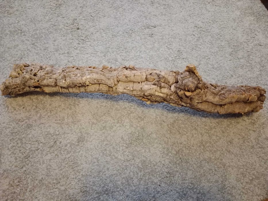 Tuba korkowa do terrarium 80x10 dąb korkowy