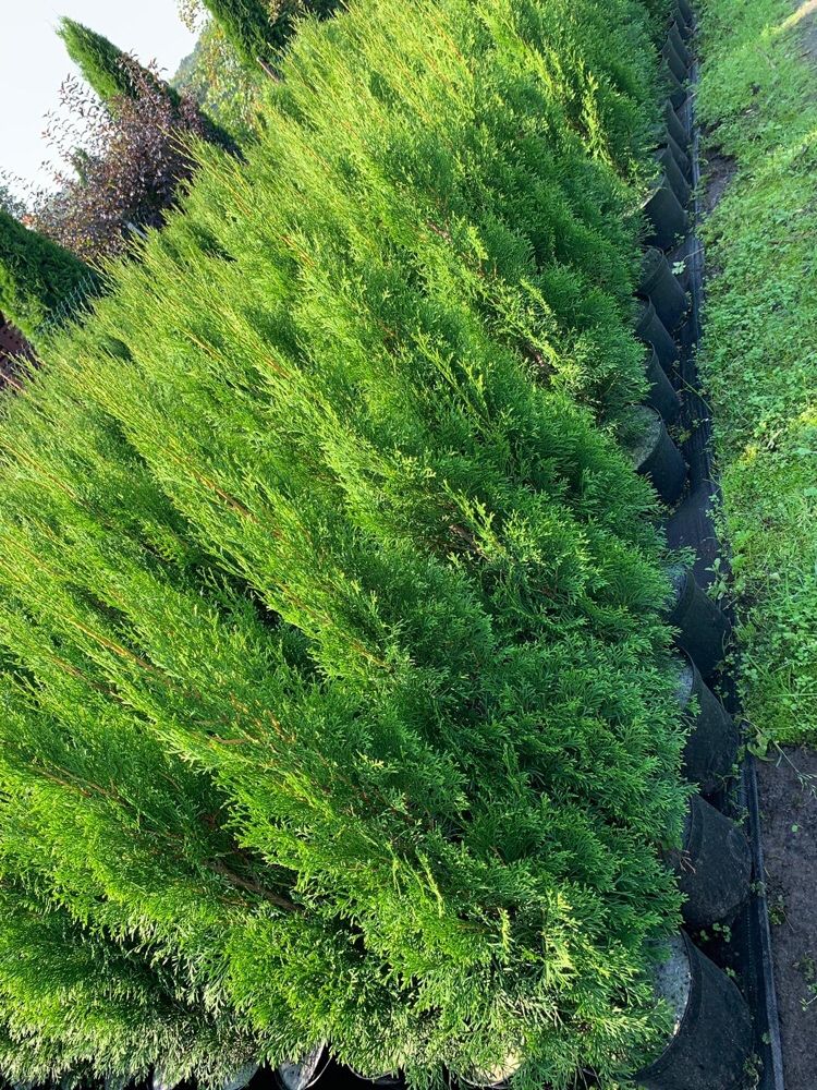 Thuja Tuja Żywotnik Szmaragd