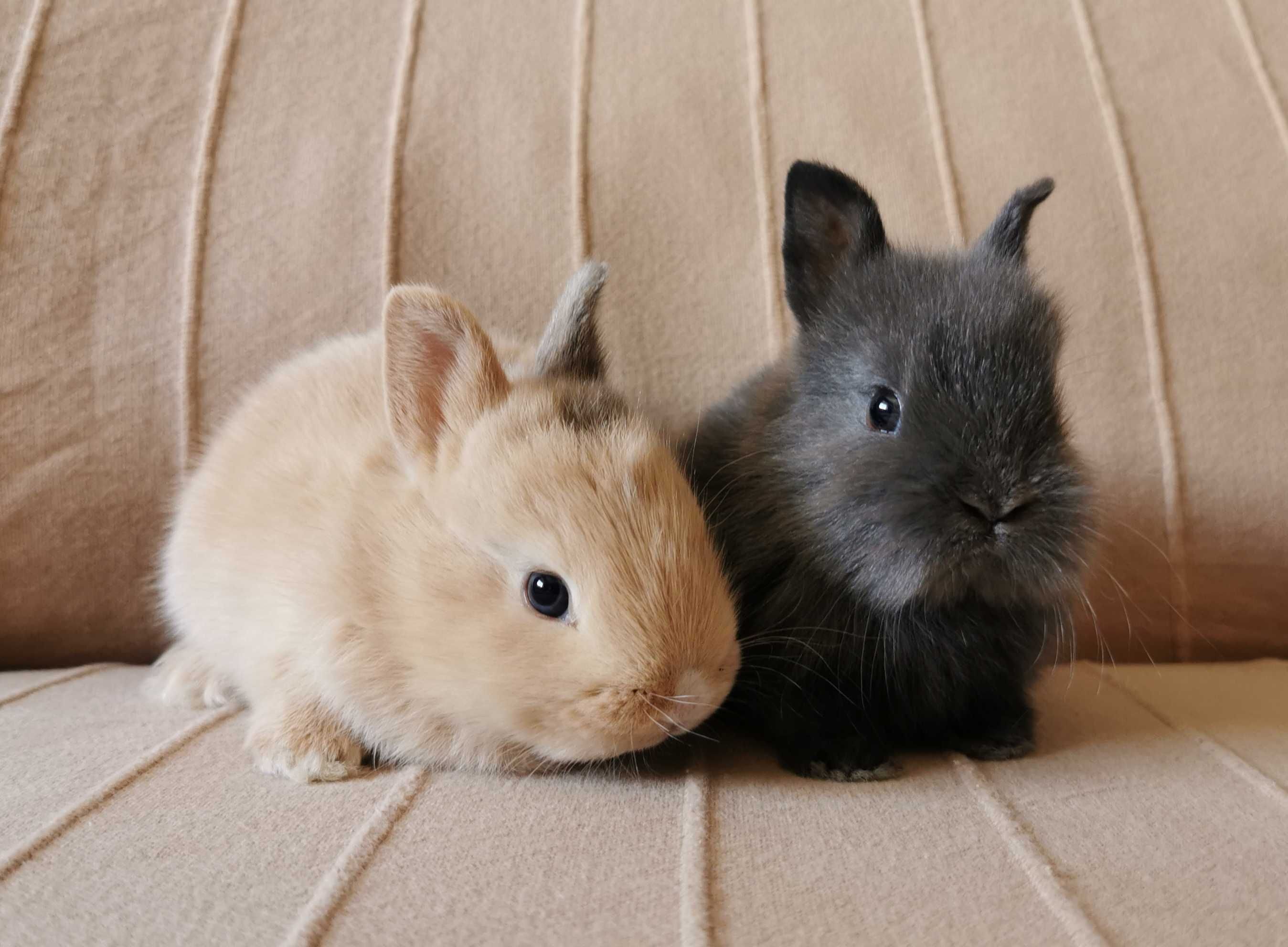 Coelhos anões minitoy e mini holandês lindíssimos, KIT completo