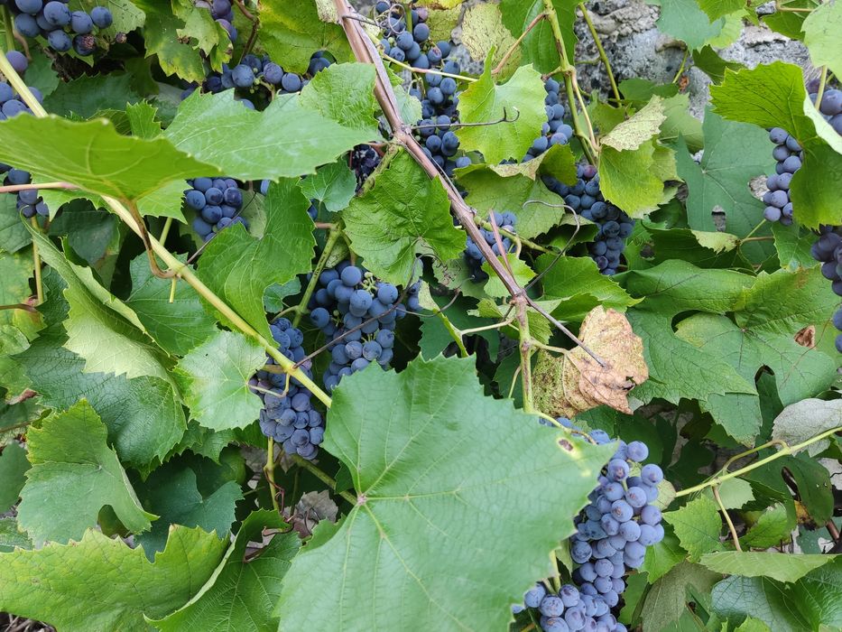 Winogrono ciemne nie pryskane eko ekologiczne naturalne