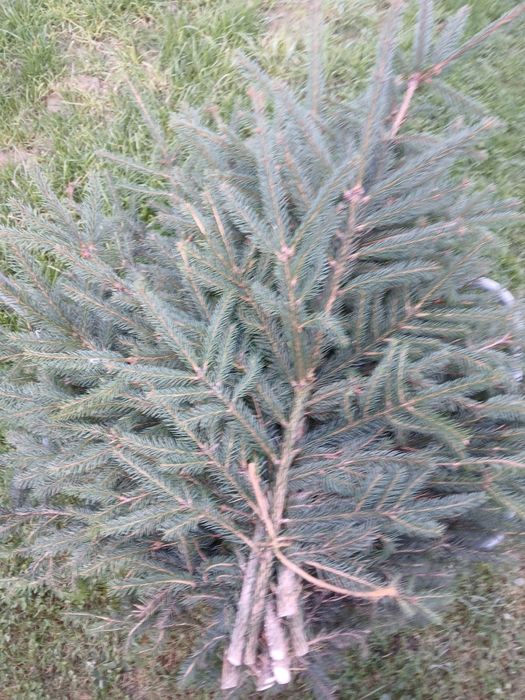 Gałązki na stroiki.