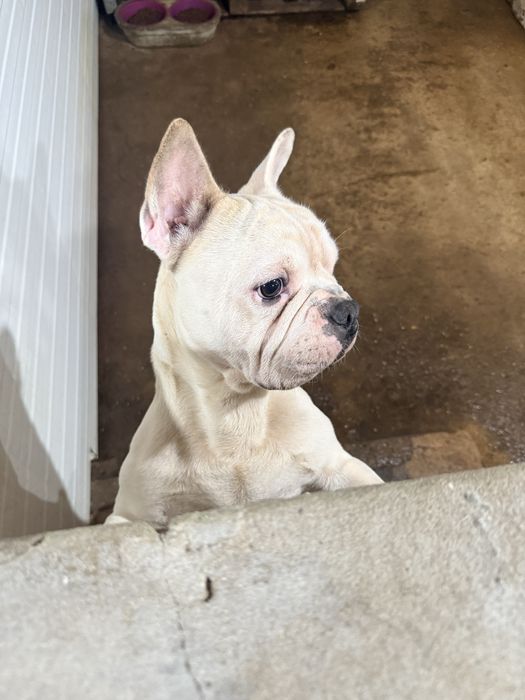 Buldogue Frances Macho