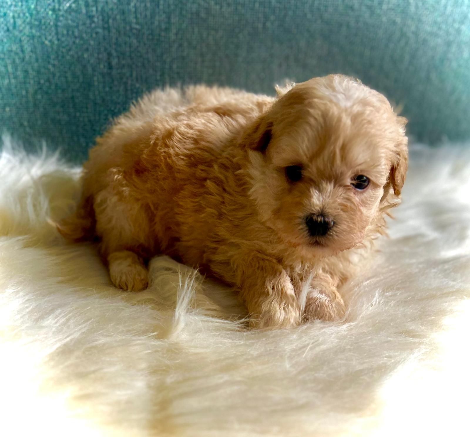 Piesek maltipoo!