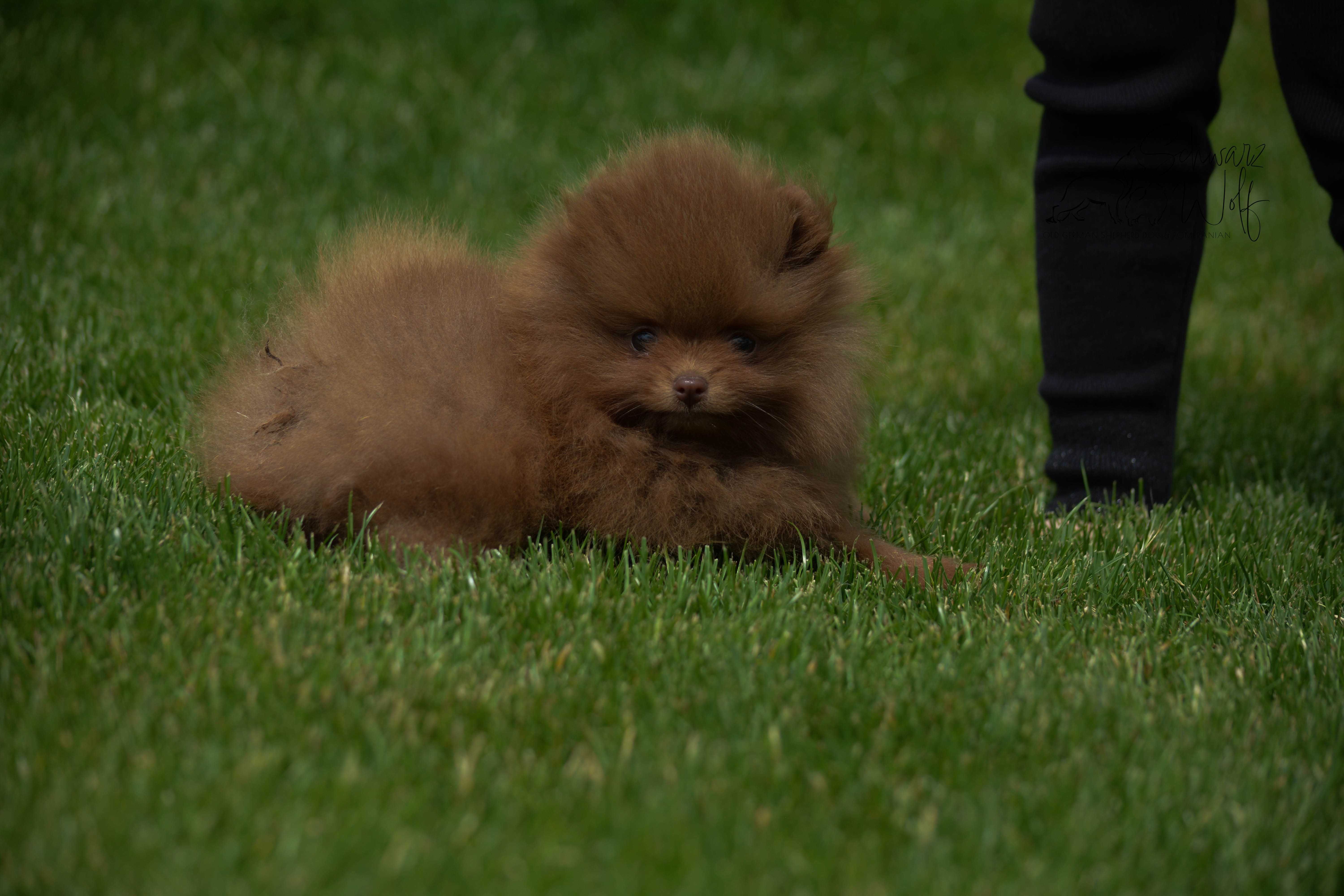 Szpic Miniaturowy Pomeranian czekoladowa dziewczynka