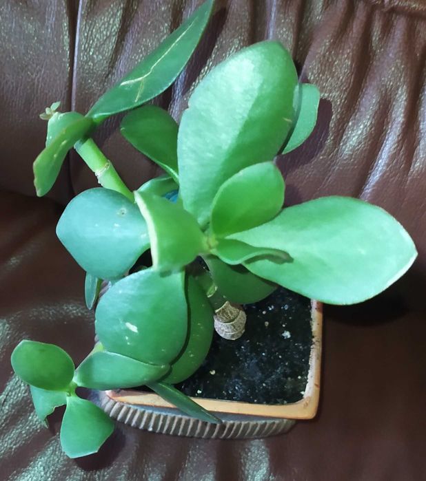 Цветы комнатные укорененные отростки: красула,молочай,педилантус