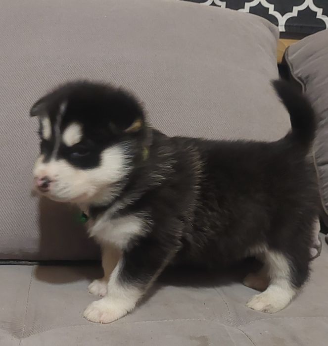 Piesek Alaskan Malamute