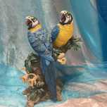 Par aves  blue e yellow Macaws  17 cm