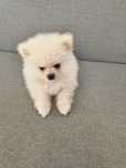 Szpic miniaturowy pomeranian