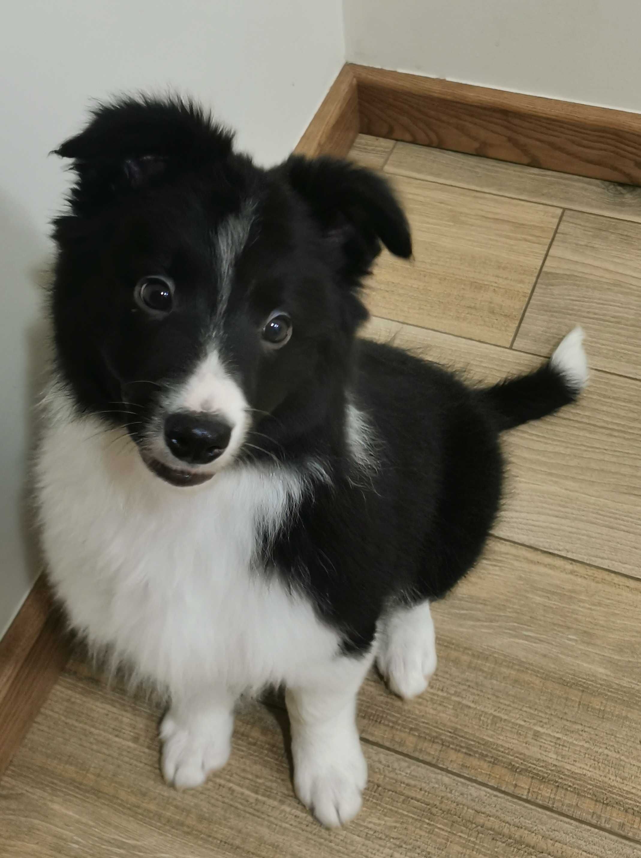 Border collie piesek szczeniak