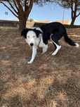 Damos border collie jovem