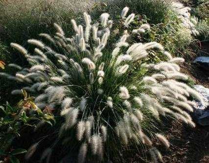 Смарагд, гейхери, гортензія, барбарис, пенісетум