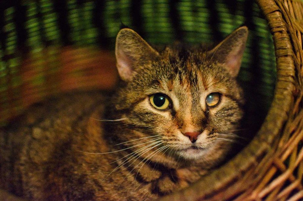 Takich kotków nie chce nikt...