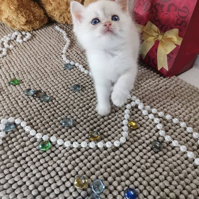 Британская золотая шиншилла