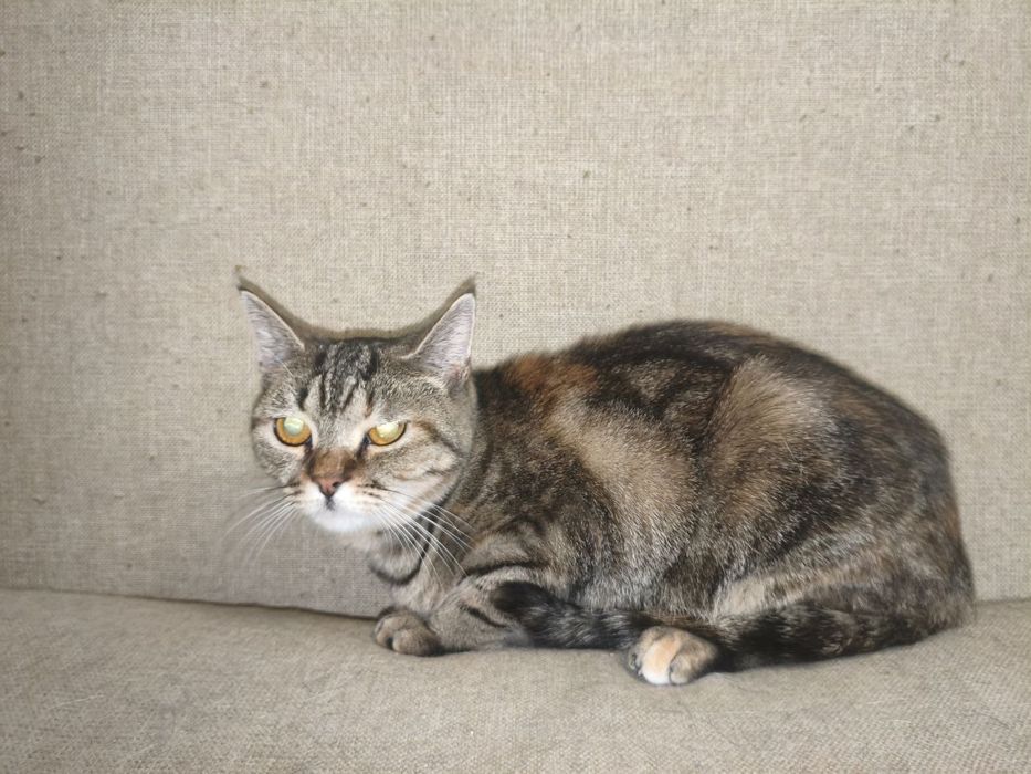 Врятованій киці дуже потрібен дім!