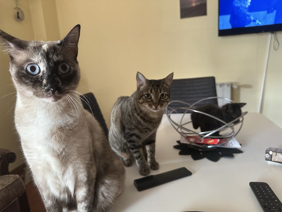 Adoção de duas gatas