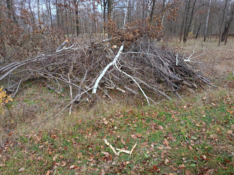 Oddam gałęzie grubsze cieńsze