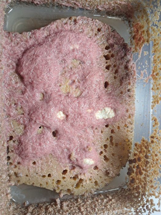 червь трубочник червь трубочник.Tubifex tubifex ТРУБКОВИК