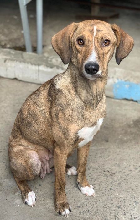 Щенки - подростки в добрые руки