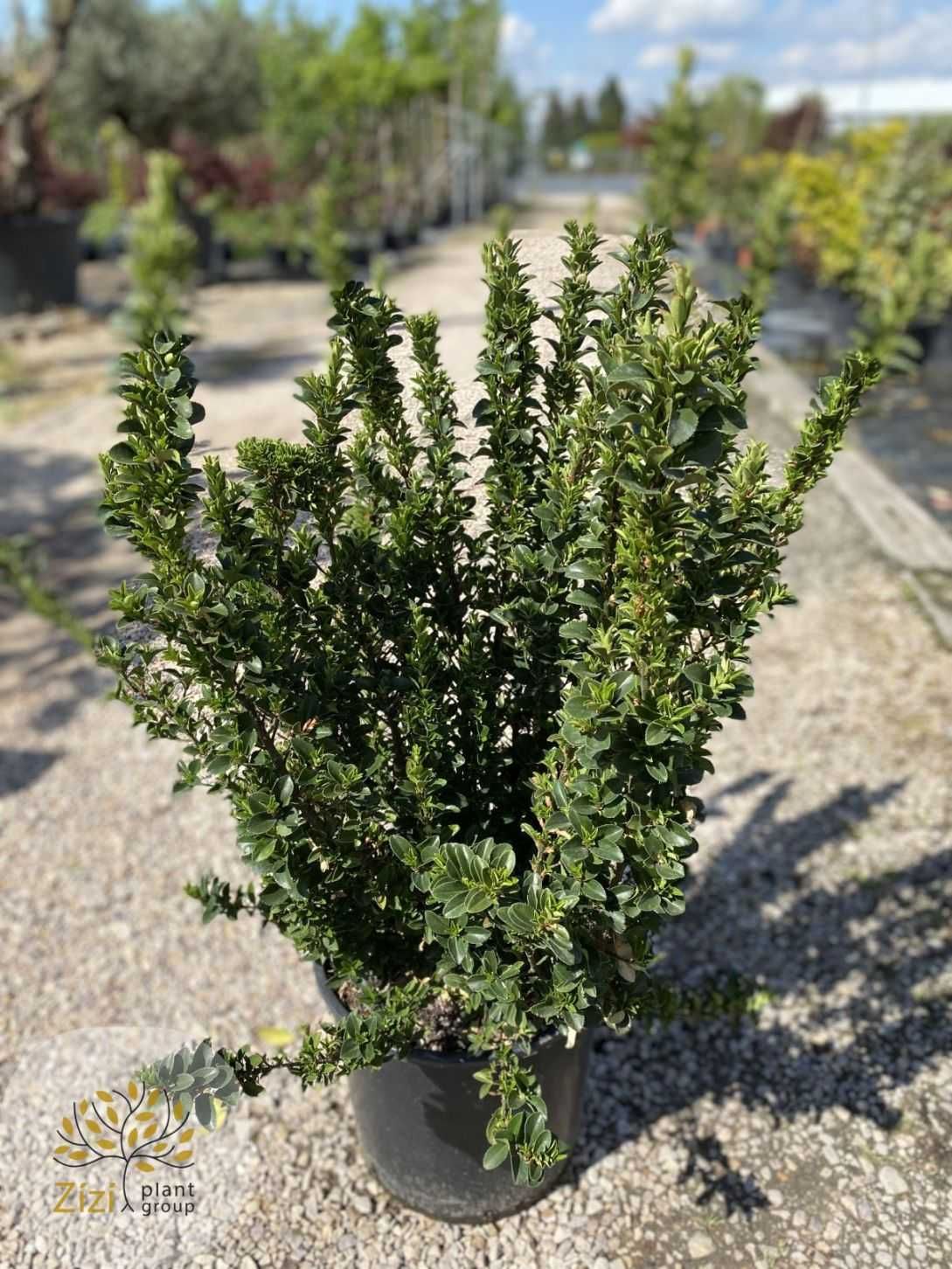 Euonymus jap. Benkomasaki, Trzmielina japońska, 80-100cm, zimozielona