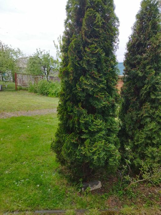 Будинок, Буча, вул. Виноградна