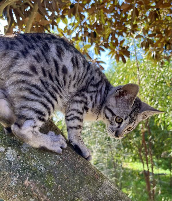 Gato exótico de raça Savannah