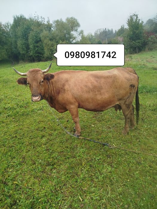Продам добру корову