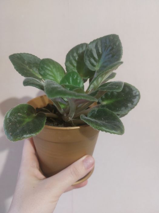 Кімнатна фіалка в горщику