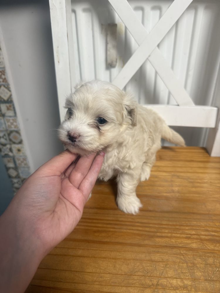 Maltipoo sunia juz do odbioru tata pudel toy badania