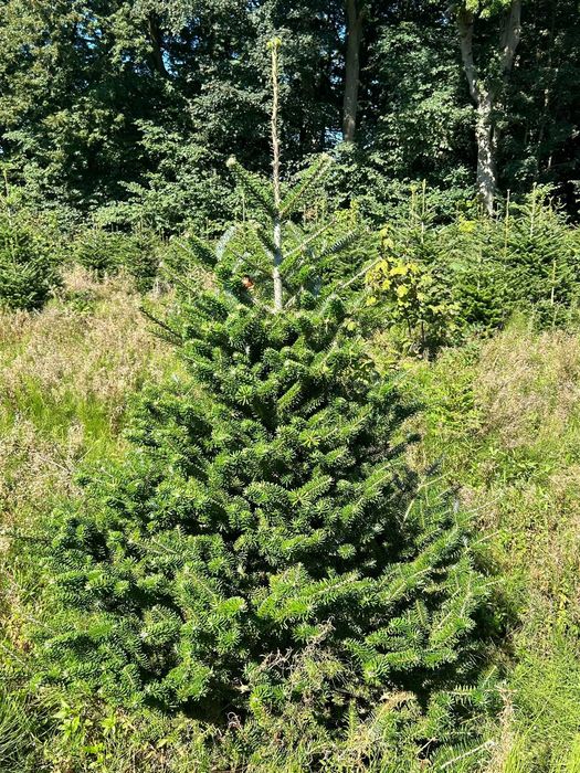 JODŁA Koreańska 140 - 220CM W Donicy ! Ukorzeniona Z Korzeniem! Jodla