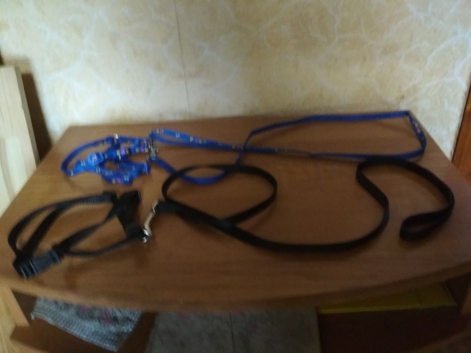 Один черный ошейник с поводком