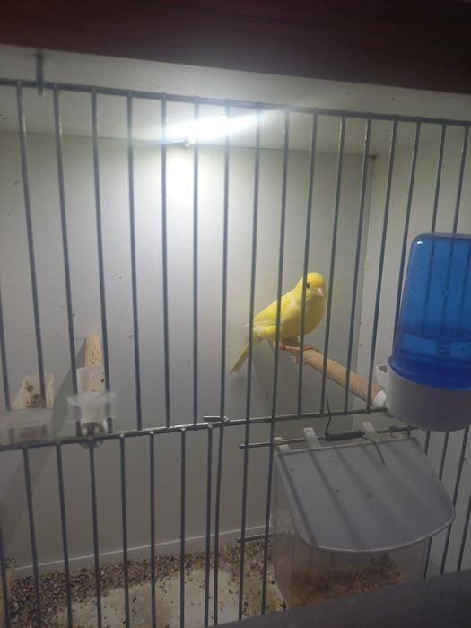 Kanarek wodnotokowy samczyk 2024