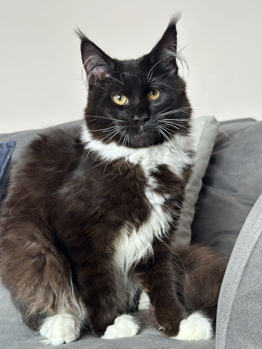 Koteczka Maine Coon w kolorze czarno-białym gotowa do zmiany domku