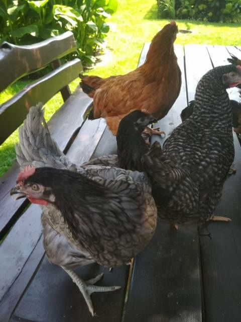 Nioski Leghorn z jajkiem. Wysyłka!