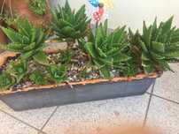 Cato em floreira de barro