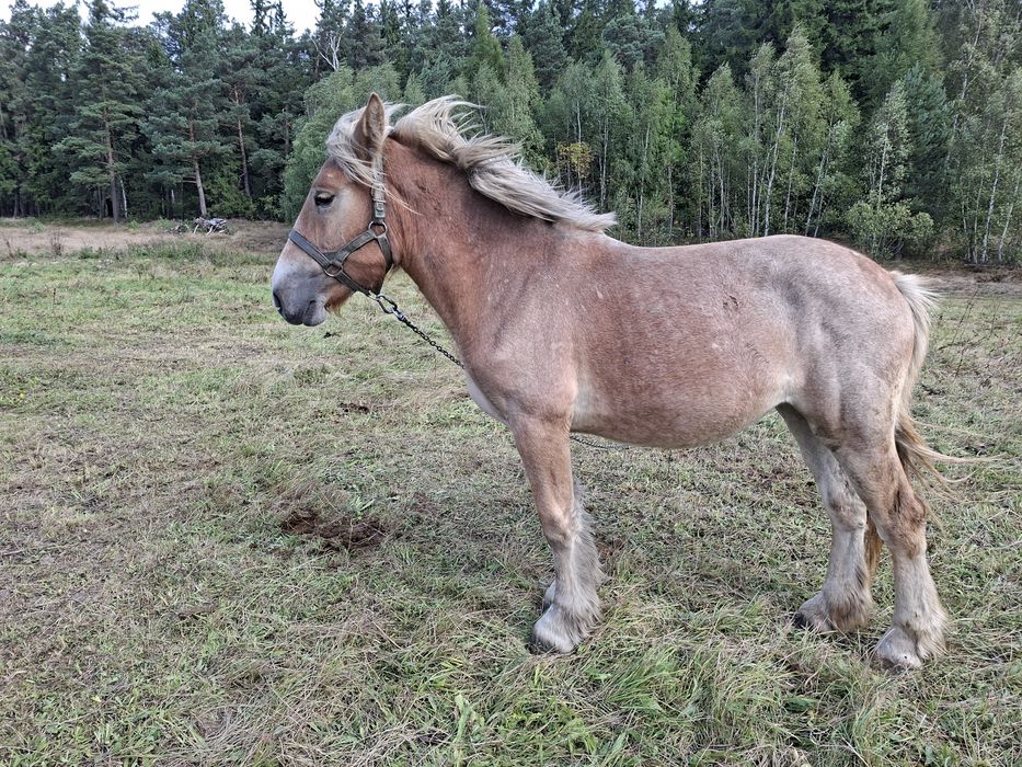Sprzedam zrebicę zimnokrwistą