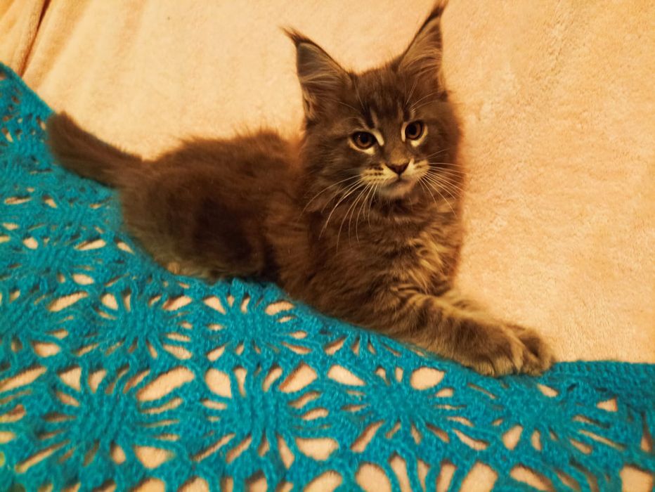 Кошенята мейн-кун