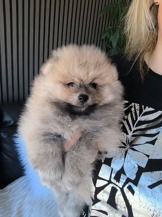 spitz alemão anão com LOP