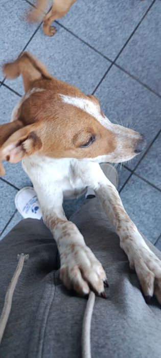 Cadelinha de 4 meses